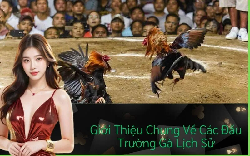 Giới Thiệu Chung Về Các Đấu Trường Gà Lịch Sử