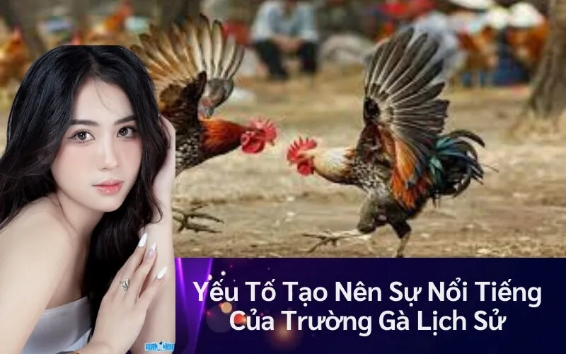 Yếu Tố Tạo Nên Sự Nổi Tiếng Của Trường Gà Lịch Sử