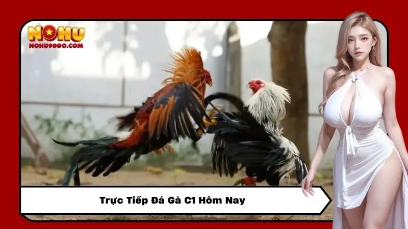 Trực Tiếp Đá Gà C1 Hôm Nay