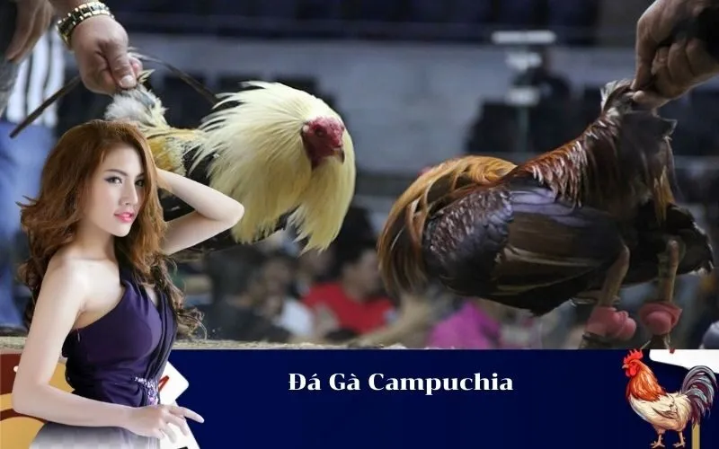 Đá Gà Campuchia