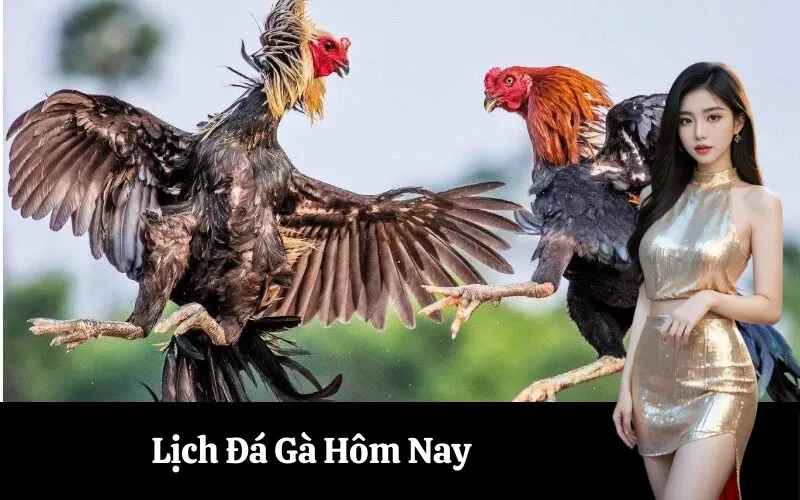 Lịch Đá Gà Hôm Nay