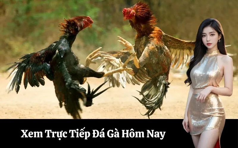 Xem Trực Tiếp Đá Gà Hôm Nay